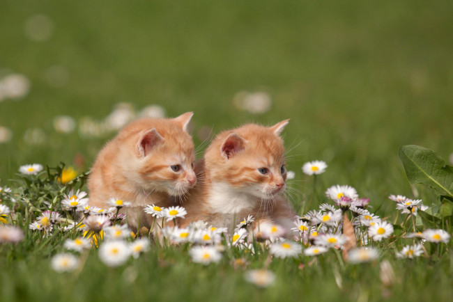 Обои картинки фото животные, коты, кошки, природа, ромашки, цветы, трава, рыжие, котята