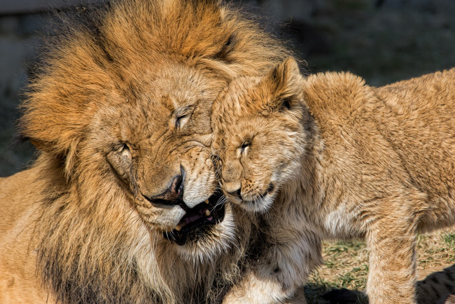 Обои картинки фото животные, львы, лев, львёнок, детёныш, котёнок, отцовство, любовь
