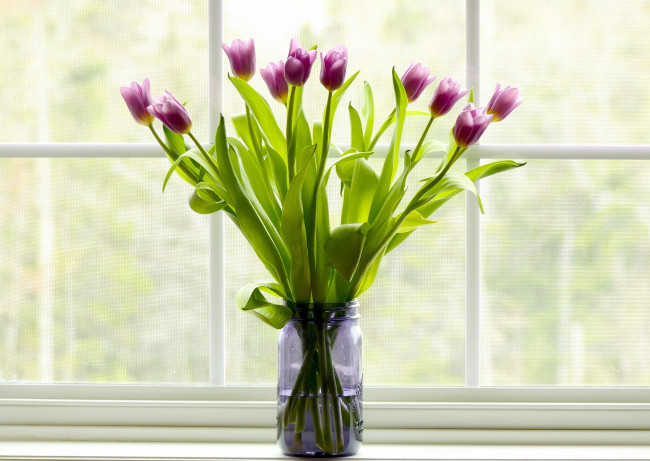 Обои картинки фото цветы, тюльпаны, букет, банка, окно