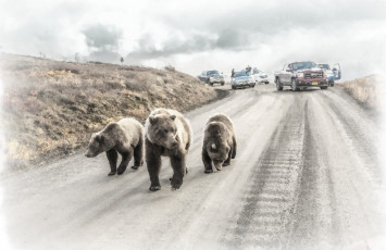 обоя три медведя, рисованное, животные,  медведи, медведь, на, дороге, машина, рисунок, медведя, акварель