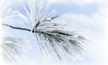 обоя снежная ветка, рисованное, природа, рисунок, ветки, акварель, заснеженные, иголки, зима