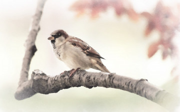Картинка воробышек рисованное животные +птицы птица на ветке ветка дерева воробей акварель