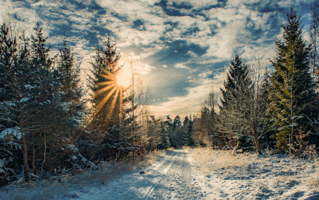 Обои картинки фото природа, зима, дорога, лес, солнце