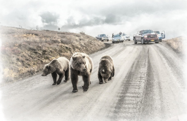 Обои картинки фото три медведя, рисованное, животные,  медведи, медведь, на, дороге, машина, рисунок, медведя, акварель