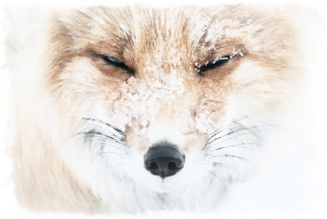 Обои картинки фото рисованное, животные,  лисы, рисунок, лисы, снег, акварель, морда