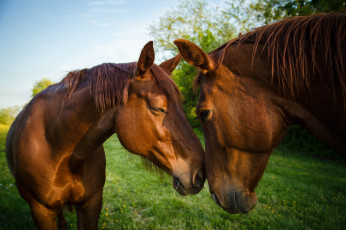 Картинка животные лошади фон морды два природа коня кони коричневые общение дружба небо трава гнедые пара зелень