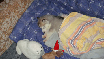 Картинка щенок животные собаки сон