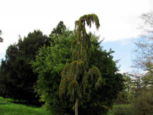 Картинка природа деревья оригинальное дерево