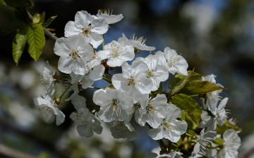 обоя цветы, цветущие деревья ,  кустарники, весна, цветущая, яблоня
