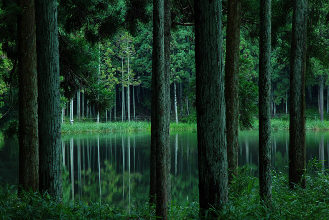 Обои картинки фото природа, лес, деревья