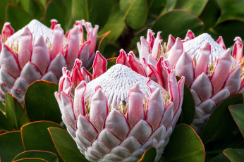 Картинка king+protea цветы протея king protea