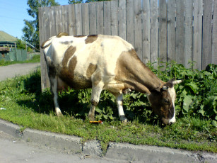 Картинка коровка животные коровы буйволы