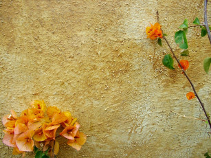 Картинка painted light цветы бугенвиллея