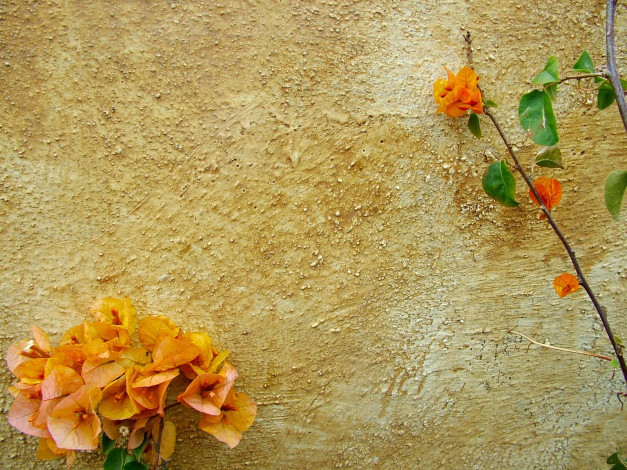 Обои картинки фото painted, light, цветы, бугенвиллея