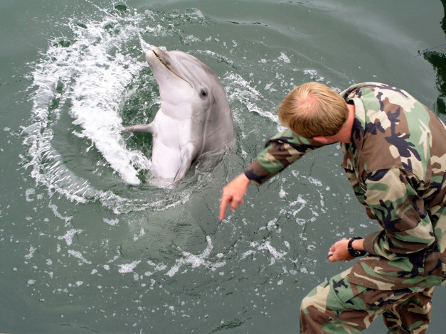 Обои картинки фото боевой, дельфин, животные, дельфины
