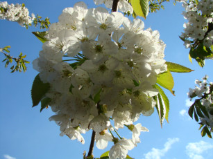 Картинка цветы цветущие деревья кустарники белые небо