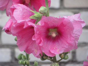 Картинка цветы мальвы розовый нежный капельки воды