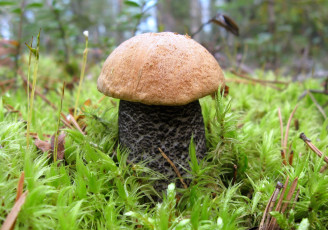 обоя природа, грибы, подосиновик, большой