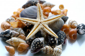 обоя разное, ракушки, кораллы, декоративные, spa, камни, много, звезда, разноцветные