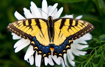 Картинка животные бабочки большой крылья