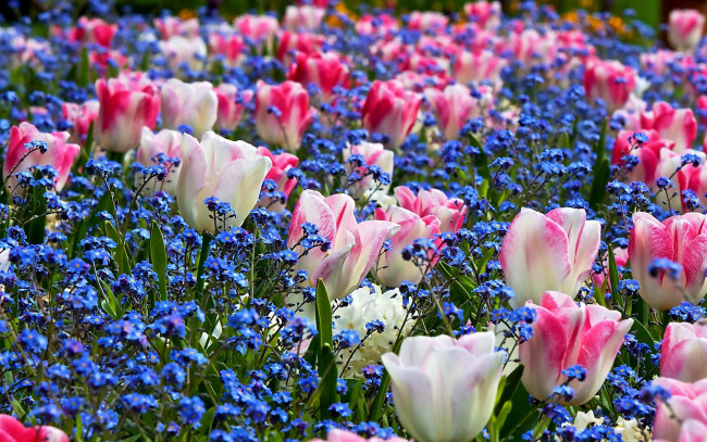 Обои картинки фото цветы, разные, вместе, тюльпаны, незабудки