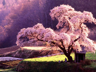 Картинка beautiful japanese maple природа деревья Япония сакура цветет ландшафт