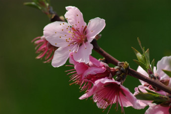 Картинка цветы цветущие деревья кустарники весна