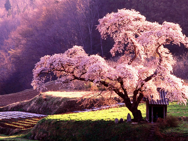Обои картинки фото beautiful, japanese, maple, природа, деревья, Япония, сакура, цветет, ландшафт