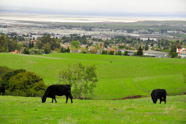 Обои картинки фото животные, коровы, буйволы, fremont