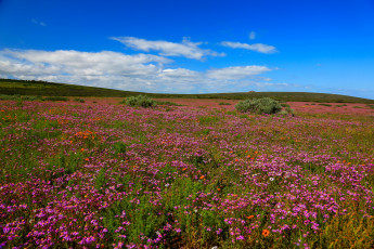 Картинка west coast national park south africa природа луга цветы