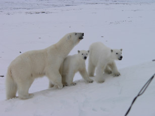 Картинка животные медведи белые снег