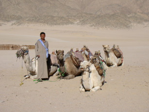 Картинка животные верблюды горы пустыня бедуин стадо египет изгородь