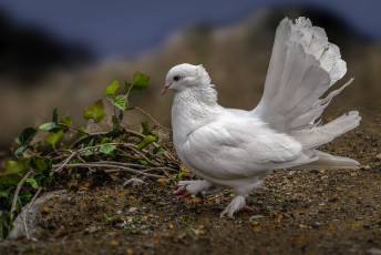 Картинка животные голуби белый голубь птица хвост перья