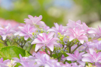 Картинка цветы гортензия соцветие макро