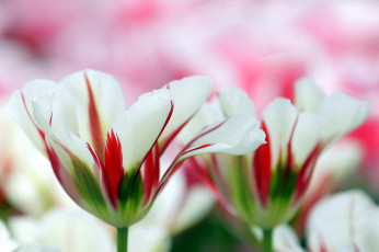 Картинка цветы тюльпаны нежность