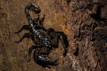Картинка животные скорпионы фон скорпион чёрный