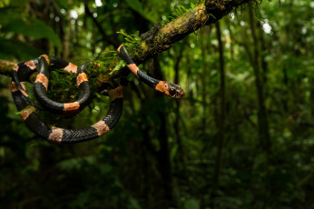 Картинка животные змеи +питоны +кобры змея полосатая тропики растения дерево