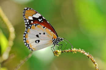 Картинка животные бабочки +мотыльки +моли растение фон бабочка