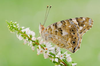 Картинка животные бабочки +мотыльки +моли насекомое бабочка цветок растение крылья мотылек