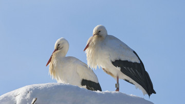 Картинка животные аисты снег птицы