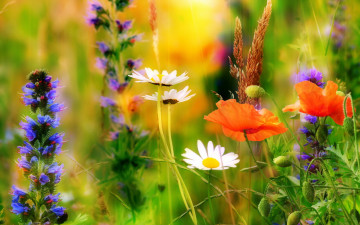 Картинка цветы луговые+ полевые +цветы лето ярко луг природа солнечно