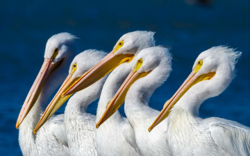 Картинка животные аисты природа пеликаны птицы