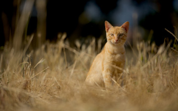 Картинка животные коты взгляд кошка рыжая кот