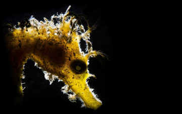 Картинка животные морская+фауна макро природа seahorse