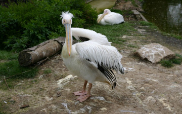 Картинка животные пеликаны перья клюв