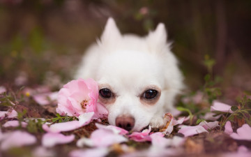 Картинка животные собаки взгляд друг цветы собака