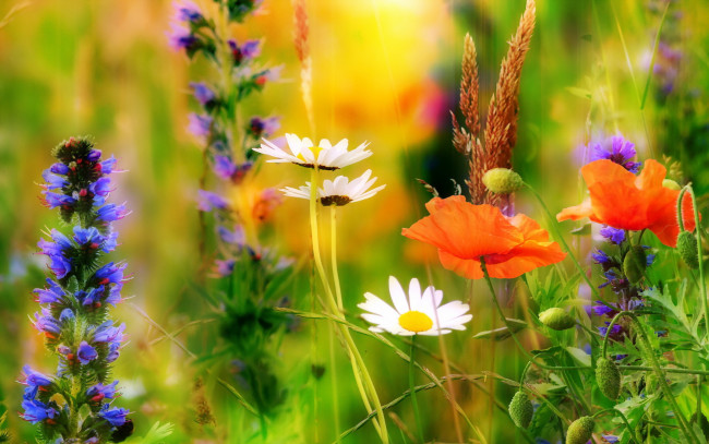 Обои картинки фото цветы, луговые , полевые,  цветы, лето, ярко, луг, природа, солнечно