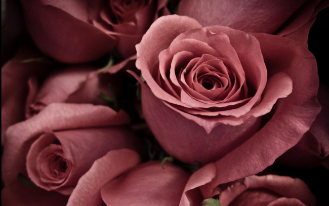 Обои картинки фото цветы, розы, букет