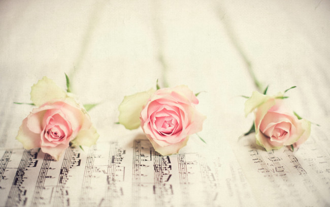 Обои картинки фото цветы, розы, фон, ноты