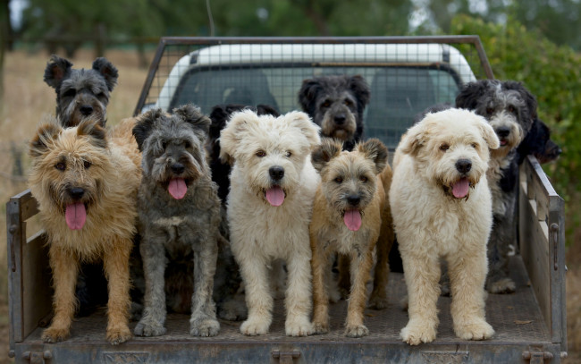 Обои картинки фото животные, собаки, грузовик, машина, языки, кузов, barbado, da, terceira, пастушья, собака, барбадо, де, терсейра